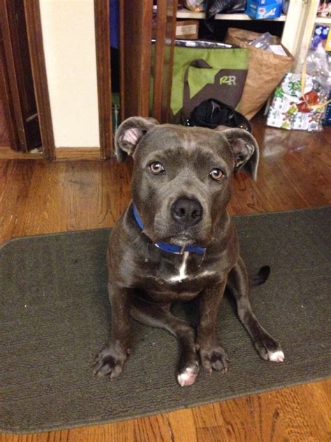 Learn more about this color variation of the american pit bull terrier including puppy prices & more. Are tiger-striped pit bulls a different pit bull breed ...