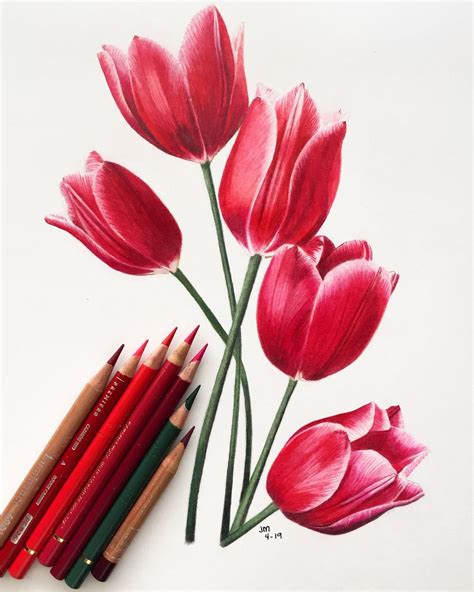 Bouquet Of Red Tulips In Colored Pencil 1 Hour Tutorial With