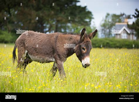 Donkey Field Buttercups Hi Res Stock Photography And Images Alamy