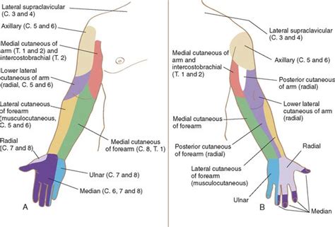 Lateral Antebrachial Cutaneous
