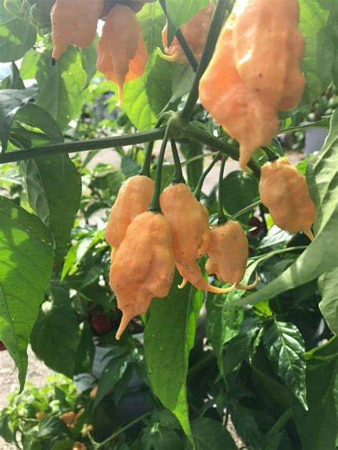 Live Jay S PEACH Ghost Scorpion Pepper Plants Etsy