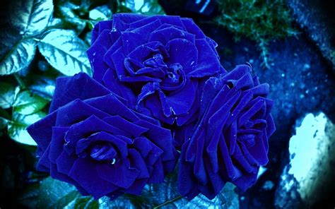 Blue Roses Hd Wallpaper Background Image 1920x1200