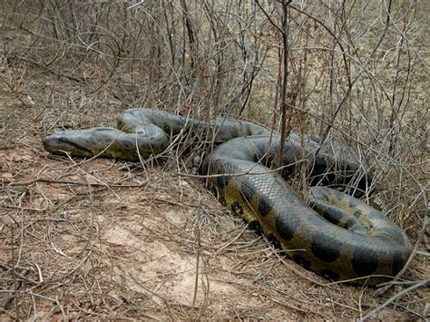 Amazing Green Anaconda Giant Anaconda Facts Photos Information