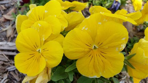 538140 3840x2160 Bright Flowers Pansies Pansy Yellow Yellow