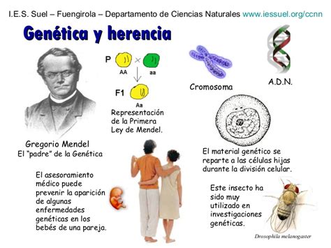 Actualizar 101 Imagen Biografia De Mendel Padre De La Genetica