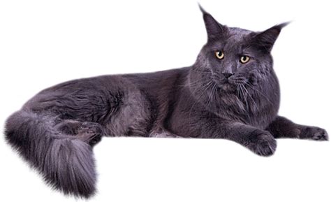 Buy Maine Coon Pedigree Kittens From The Best Catteries From All Over