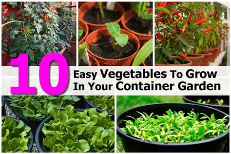 How to grow a container garden. 10 Easy Vegetables To Grow In Your Container Garden