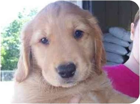 Affordable first pick puppies available too PUPPIES!!! | Adopted Puppy | Holland, MI | Golden Retriever Mix