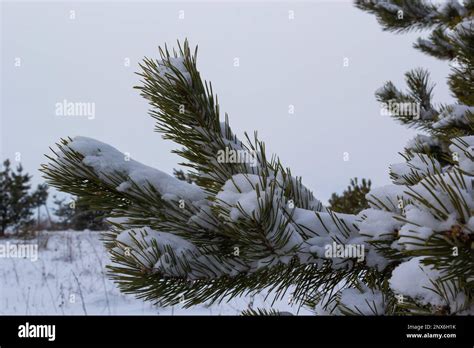 Snow Covered Pine Trees Branches Covered With Snow Frost Perfect