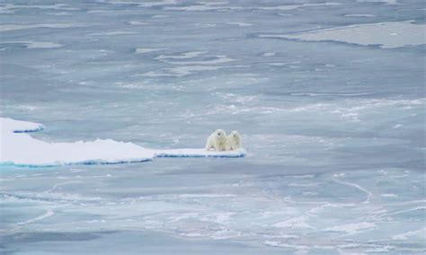 Polar Bears Could Go Extinct Sooner Than Scientists Previously Thought