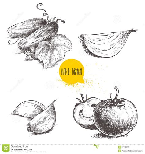 Verduras Dibujadas Mano Del Estilo Del Bosquejo Fijadas Tomates Maduros