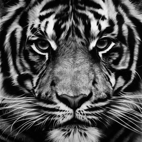 Unititled Tiger By Robert Longo Tiger Tattoo Animals