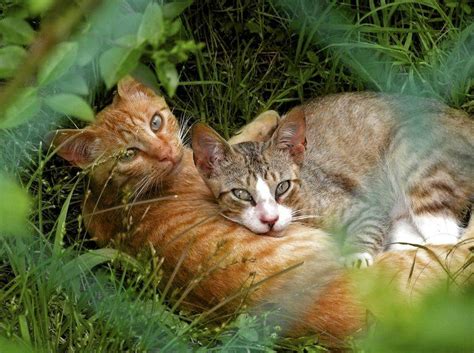 Also eine ekh ist ja eine „normale dorf/hofkatze und ich habe im internet gelesen dass katzen zwischen 4 und 12 monaten das erste mal geschlechtsreif werden, je nach rasse. Ab welchem Alter sind Katzen geschlechtsreif?