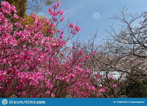 Pink Sakura Blooming During The Start Of Spring Season Stock Image