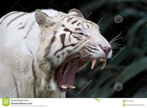 Male White Tiger Baring Teeth Stock Image Image Of Lazing Tiger