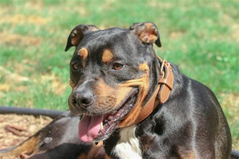 Rottweiler Cross Pitbull Puppies For Sale Mahalia Gilson