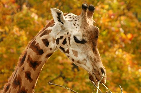 Žirafa Rothschildova Zoo Olomouc Svatý Kopeček