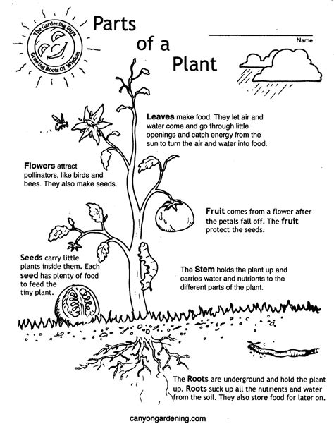 Parts Of The Plant Worksheets