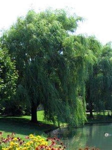How To Grow Weeping Willow Trees Hunker