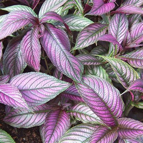 22 Of The Most Colorful House Plants That Are Hard To Kill