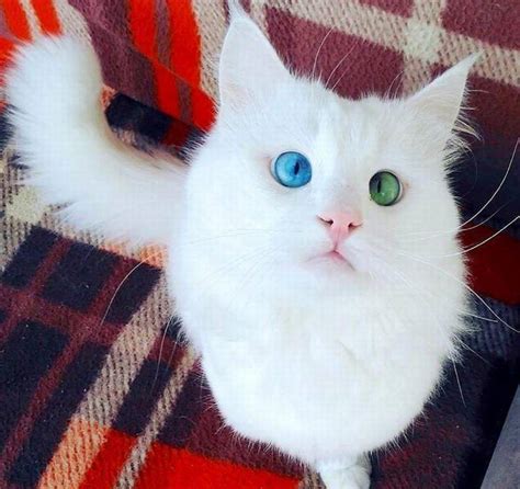 This Beautiful Fluffy Cross Eyed Cat Has The Most Mesmerizing Eyes