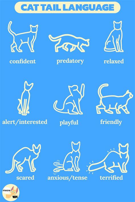 Cat Tail Language 101 Cat Tail Language Cat Language Signs Cat Language