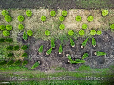 조경을 위한 나무 농장의 공중 보기 0명에 대한 스톡 사진 및 기타 이미지 0명 가문비나무 계절 Istock