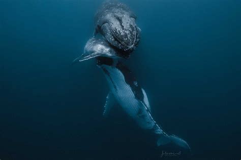 How Do Whales Sleep Underwater These Award Winning Photos Help Explain