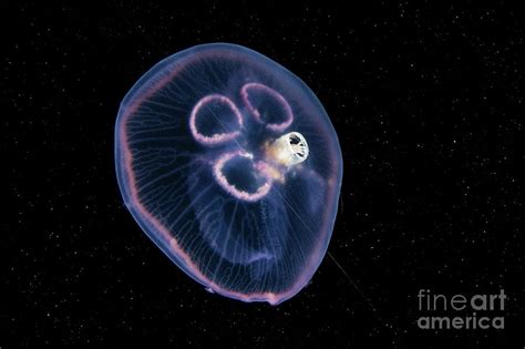 Amphipod Inside A Jellyfish Photograph By Alexander Semenovscience