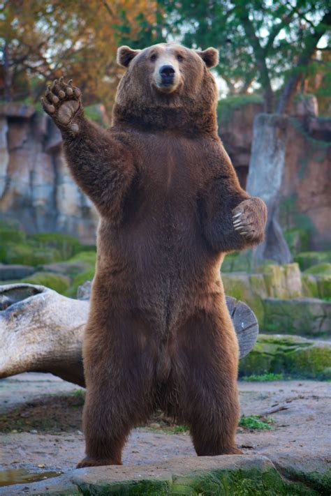 Hello We Bear Bear Dog Grizzly Bear Billy Bear Funny Animals Cute