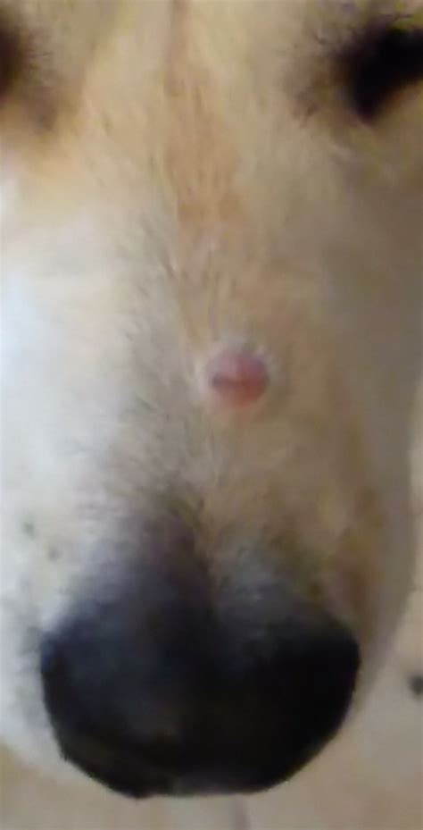 Pinkred Bump On Mollys Nose Page 2 Dog Forum