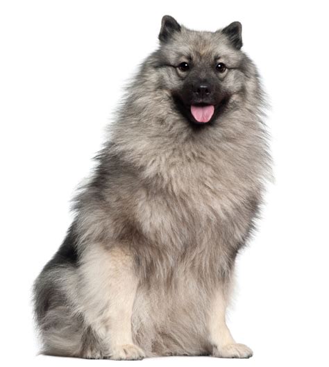 Keeshond Dog Breed Info And Characteristics