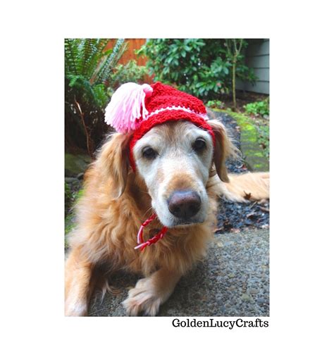 Crochet Pattern Dog Hat Diy Pet Accessory Pet T Etsy
