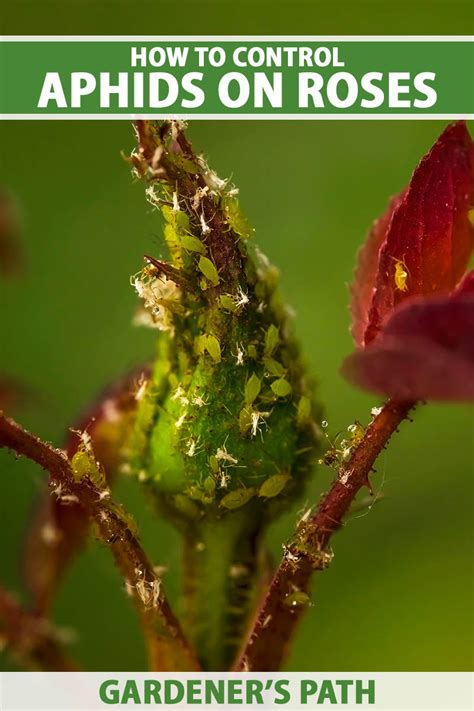 How To Control Aphids On Roses Gardeners Path