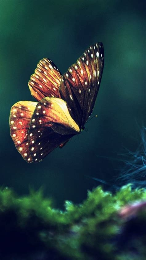 Butterfly Iphone Wallpapers Top Free Butterfly Iphone Backgrounds
