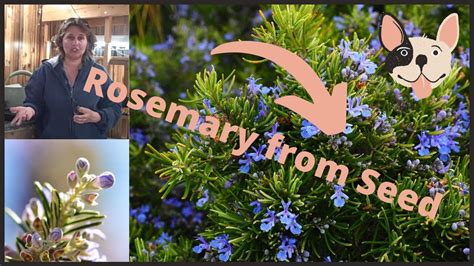 How To Grow Growing Starting Rosemary Herb From Seed Indoors Youtube