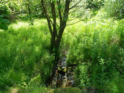Landscape Tree Water Nature Forest Grass Growth Plant Sunshine Lawn