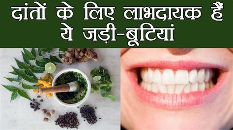 Ayurvedic Herbs For Teeth इन 3 जड़ी बूटियों से कभी खराब नहीं होंगे