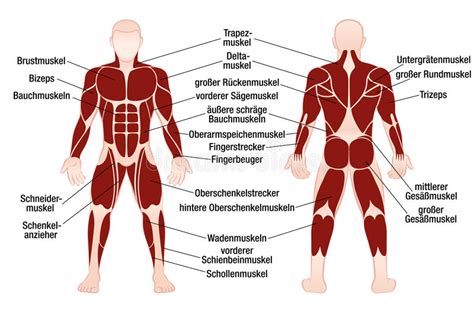 Sometimes, the way muscles interact with other muscles are incorporated into their names. Muscles German Names Chart Muscular Male Body Stock Vector ...