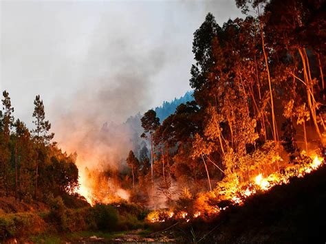 Deutschland will nun hilfe in das abgeriegelte land schicken. Schwerer Waldbrand in Portugal - 39 Tote - Ausland ...