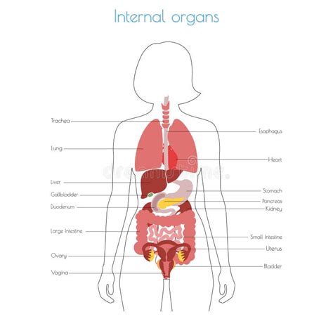 Human Internal Organs Vector Stock Vector Illustration Of Care