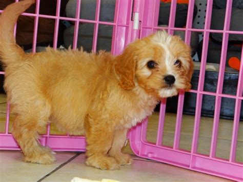 Father is a 13lb cavalier and mother is a 12lb mini poodle. Wonderful Cavapoo Puppies For Sale in Atlanta Georgia, GA ...