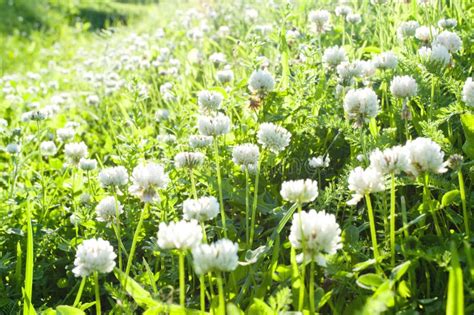 Flowers Of White Clover On A Meadow Stock Photo Image Of Herb