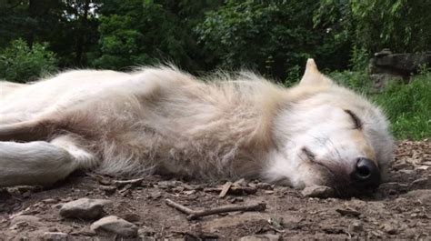 White Wolf Alawa Gray Wolf Howling In Her Sleep At The Wolf