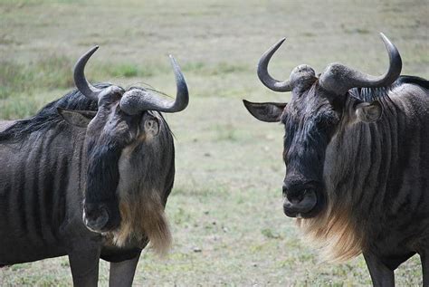 Wildebeest Pictures Az Animals