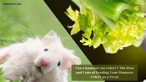 Can A Hamster Eat Celery The Pros And Cons Of Feeding Your Hamster
