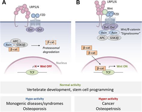 Assembly and architecture of the Wnt βcatenin signalosome at the