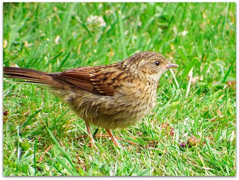 Young Dunnock Foraging In The Grass © All Rights Reserved Flickr