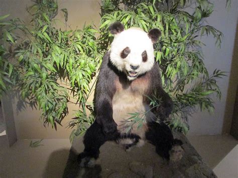 Giant Panda Liang Liang Museo De Historia Natural Zoochat