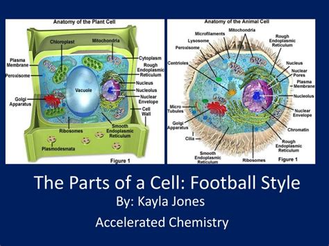 Four common parts of a cell. PPT - The Parts of a Cell: Football Style PowerPoint ...